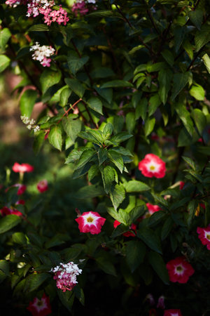 beautiful bright flowers of petunia and hydrangea in bright garden greenery, in the sunset warm...
