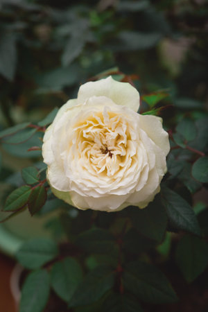 A detailed close-up of a cream-colored rose in full bloom, surrounded by vibrant green leaves, highlighting its soft petals and natural charmの写真素材