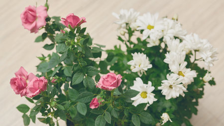 Closeup of blooming pink roses and white daisies with lush green foliage, arranged against a soft, neutral backgroundの写真素材
