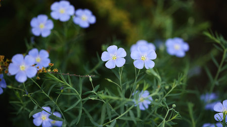 A vibrant cluster of blue wildflowers with yellow centers surrounded by green foliage, creating a serene and natural scene. Panoramic nature bannerの写真素材