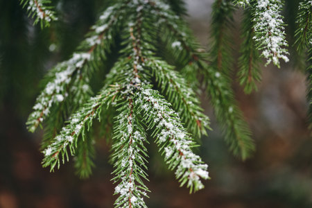 Close-up of a snow-covered evergreen branch, showing the detailed texture of green needles and the...
