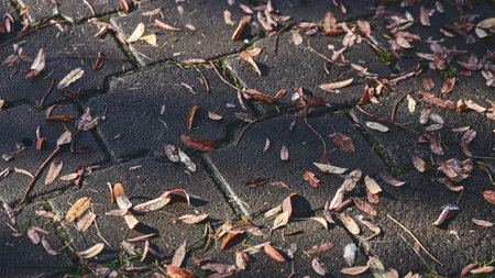Dry and wet autumn leaves scattered on a dark brick pavement, illuminated by soft sunlight. Panoramic bannerの写真素材