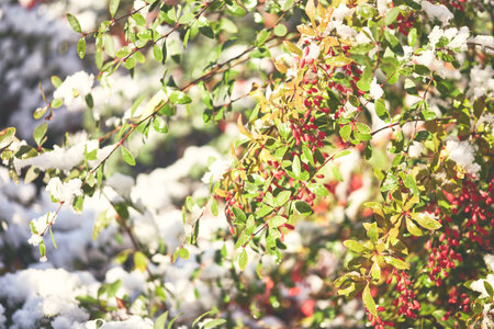 Vivid red berries emerge from snow-dusted green foliage, gently lit by soft sunlight, showing the striking contrast and elegance of winters natural charmの写真素材