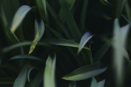 Moody close-up of overlapping green grass leaves with soft light and dark shadows, creating a tranquil, natural atmosphereの写真素材