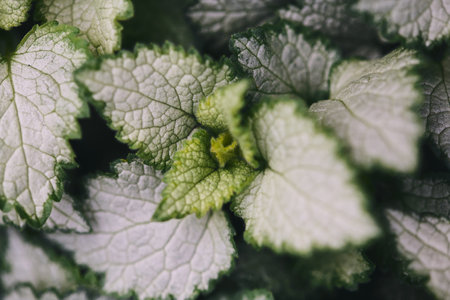 Close-up view of variegated leaves with intricate vein patterns and a soft green and white color palette in natureの写真素材