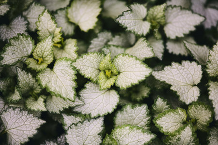 Detailed view of variegated leaves with white centers and green edges, highlighting their intricate vein patterns and textureの写真素材