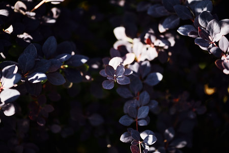 Close-up of purple deep leaves with delicate red stems illuminated by sunlight, creating dramatic shadows and a rich contrast against a dark backgroundの写真素材