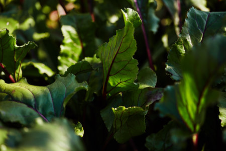 Green beet leaf with red veins lit by sunlight, contrasting with dark blurred foliage, highlighting textures and patterns. Natural local farmingの写真素材