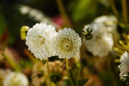 Close-up of white dahlia flowers in full bloom, with intricate layered petals, captured in soft natural light amidst blurred garden foliage in the backgroundの写真素材