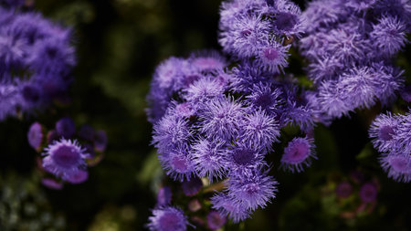 Closeup of vibrant purple floss flowers with fluffy, clustered blossoms against a dark green background. Panoramic flower bannerの写真素材
