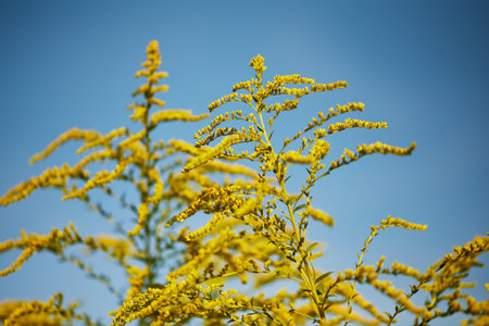 Vibrant yellow goldenrod flowers against a bright blue sky, showing detailed blooming branches with fine textures in natural sunlight.の写真素材