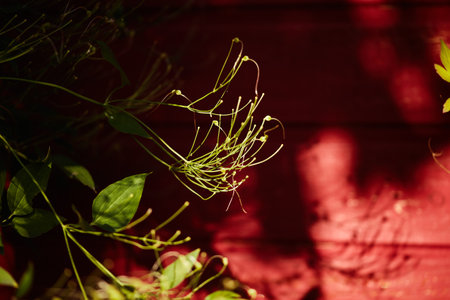 Delicate green plant tendrils with slender leaves against a textured red wooden background in soft light.の写真素材