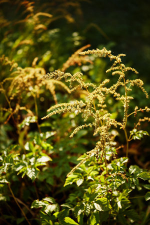 Closeup of golden wildflower stalks illuminated by sunlight amidst lush green foliage.の写真素材