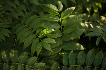 Detailed close-up of overlapping green leaves with textured surfaces, illuminated by gentle sunlight in a lush natural setting.の写真素材
