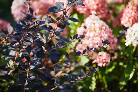 Close-up of dark purple barberry leaves with reddish stems against a vibrant background of blooming...