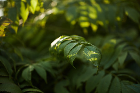 Close-up of a single green leaf highlighted by dappled sunlight, surrounded by soft focus foliage in a tranquil natural environment.の写真素材