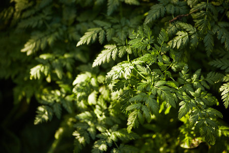 Close-up of lush green fern foliage illuminated by dappled sunlight, creating a vibrant and natural...