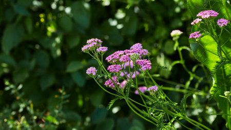 Vibrant pink yarrow flowers in full bloom, surrounded by lush green foliage in a natural garden...