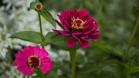 Panoramic flower banner. Bright magenta zinnias with detailed yellow centers, surrounded by lush...