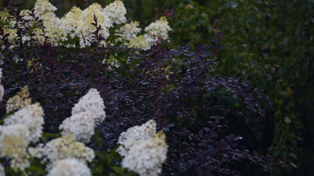 Panoramic flower banner. White hydrangea flowers and dark maroon foliage with dew drops in a green...