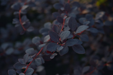Close-up view of dark blue leaves with red stems, highlighting intricate textures and a soft, moody background.の写真素材