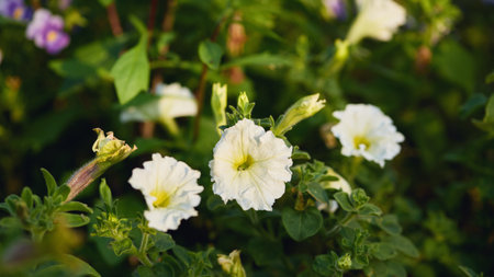Panoramic flower banner. White petunias blooming amidst green foliage, illuminated by natural sunlight.の写真素材