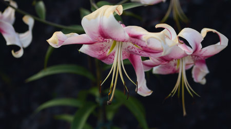 Panoramic flower banner. Pink and white lilies in bloom with curved petals and prominent stamens.の写真素材