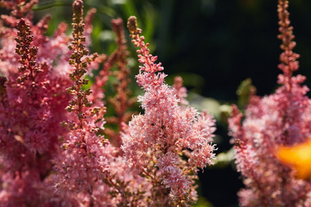 Close-up of pink astilbe flowers with intricate feathery petals set against a dark green blurred background.の写真素材