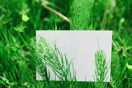 Blank white card surrounded by fresh green plants and grass in sunlight. Nature-themed flat lay composition with copy space. Design for invitation, greeting card, or poster.の写真素材
