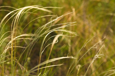 Golden sunlight illuminating feather grass stems swaying gracefully in a green meadow, emphasizing...