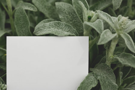 Blank white card against a background of soft, textured lambs ear leaves showing velvety details and muted green tones, creating a calm and elegant botanical presentation in an outdoor setting.の写真素材