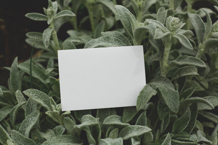 White card resting on lamb's ear plant leaves with a textured and soft appearance in an outdoor environment.の写真素材