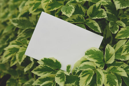 Blank white card resting on a vibrant background of variegated green and yellow leaves, highlighting the rich textures and contrasting colors of the foliage in a lush outdoor setting.の写真素材