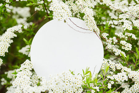 wedding nature banner. banner layout on a background of delicate white flowers of spring bushの写真素材