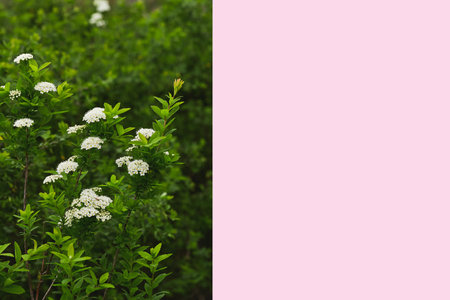 Green bush with white flower clusters on the left side and pink background on the right. Split composition with copy space. Design for banners and greeting cardsの写真素材