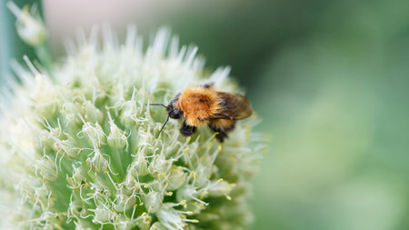 Close-up of a bumblebee collecting nectar on a spherical flower, showcasing its fuzzy body and...