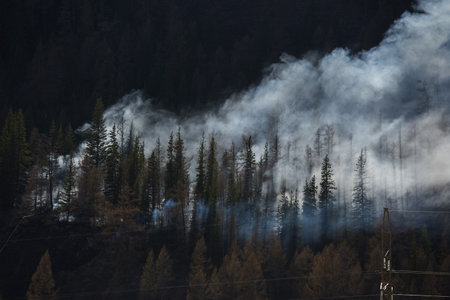 Smoke rising from a forest fire in a dense pine forest with power lines in the foreground. Environmental and ecological crisis concept.の写真素材