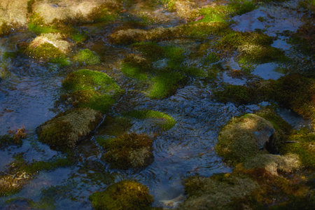 Water gently flows over moss-covered stones, creating a tranquil atmosphere filled with natural beauty and calm reflections.の写真素材