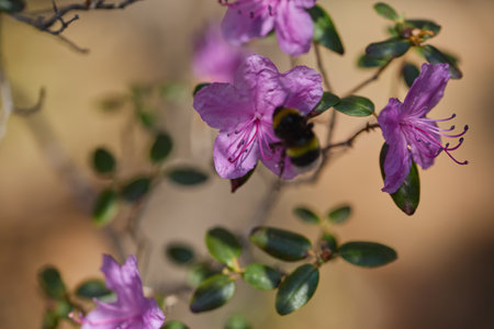 A bumblebee gathers nectar from vibrant pink azalea flowers during a sunny spring day. The natural...