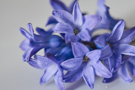 A cluster of vibrant purple flowers with slender petals fills the frame, highlighting their natural...