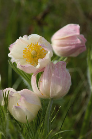Delicate white and pink flowers bloom vibrantly among green grass in a serene outdoor environment.