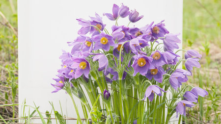 A vibrant cluster of purple flowers blossoms in a grassy area, showing their delicate beauty amidst...