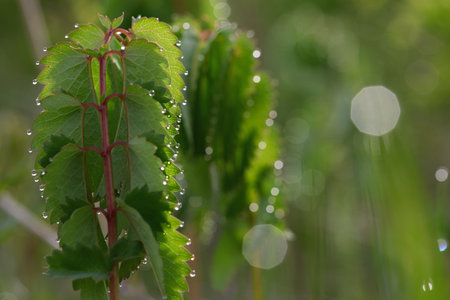 Fresh green leaves adorned with droplets sparkle under the gentle morning sun, creating a tranquil atmosphere in a lush setting.の写真素材