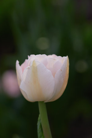 Delicate white tulip stands tall in a vibrant garden, showing the beauty of spring with its graceful petals and green surroundings.の写真素材