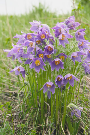 A cluster of purple flowers with bright yellow centers stands tall in a lush green field, signaling...