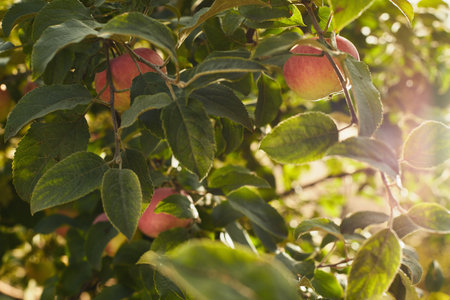 Ripe red apples growing on a tree surrounded by green leaves, illuminated by soft sunlight in an...