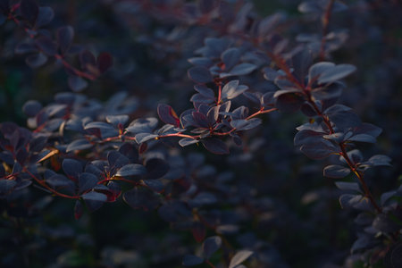 Close-up of dark blue leaves and reddish stems illuminated by gentle light, creating a dramatic natural composition.の写真素材