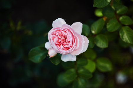 Natural banner showing a lovely close-up of a rose. The vibrant magenta flower contrasts beautifully with a blurred bright green backdropの写真素材
