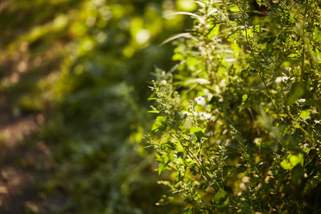 Wild green plants and foliage lit by soft sunlight near a natural outdoor path. Copy spaceの写真素材