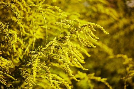 Close-up of delicate yellow goldenrod branches in full bloom, capturing intricate details of tiny flowers and leaves, softly illuminated by natural warm sunlight.の写真素材